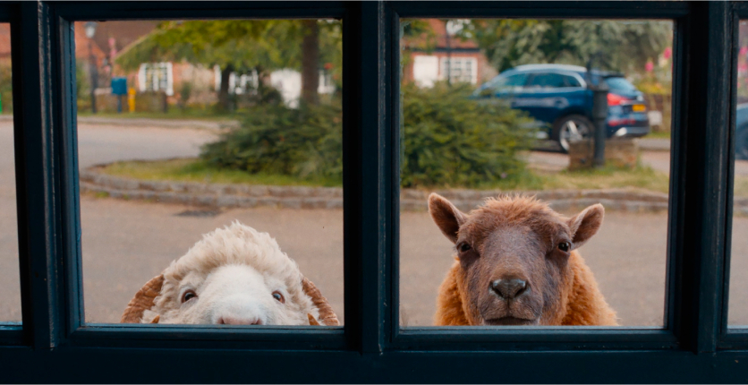 The Sheep Detectives