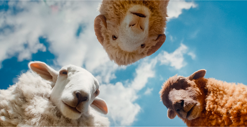 The Sheep Detectives 